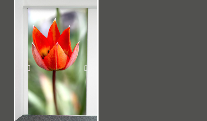 Rote Tulpe (Bild-Nr. 0200299; Kategorie 1)

