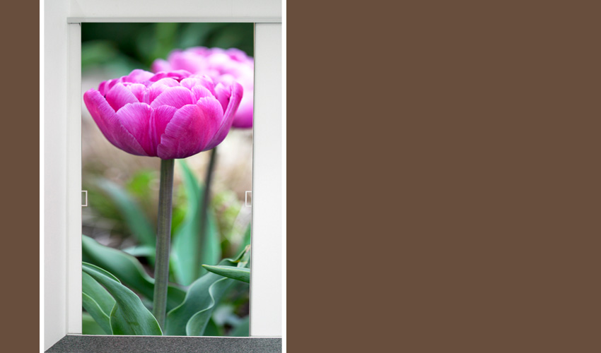 Gefllte Tulpe in pink (Bild-Nr. 0200521; Kategorie 1)


